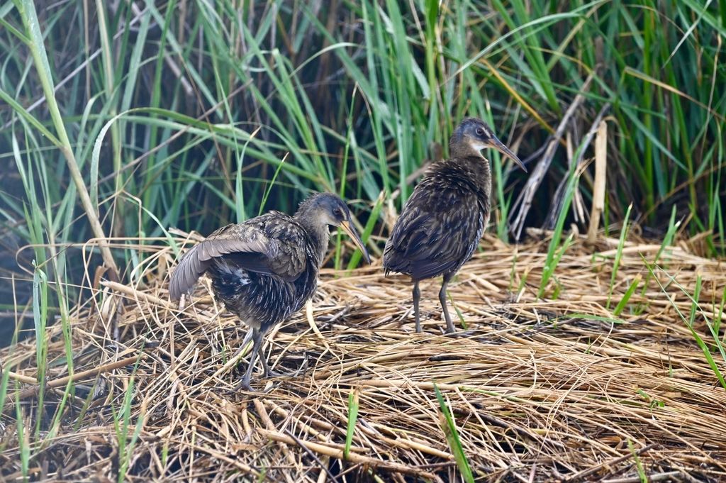 Rallus crepitans by Jody Shugart is licensed under CC BY 4.0. ...caught during annual study where rail is checked by team